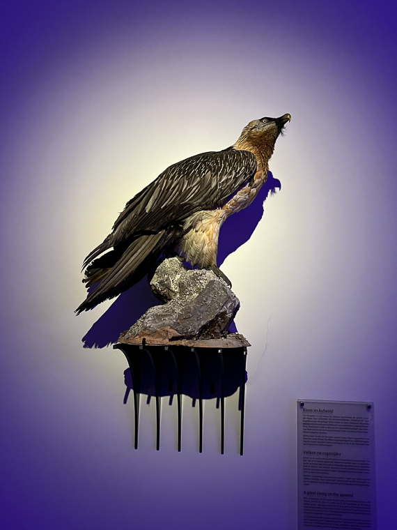 K&auml;rnten.Museum