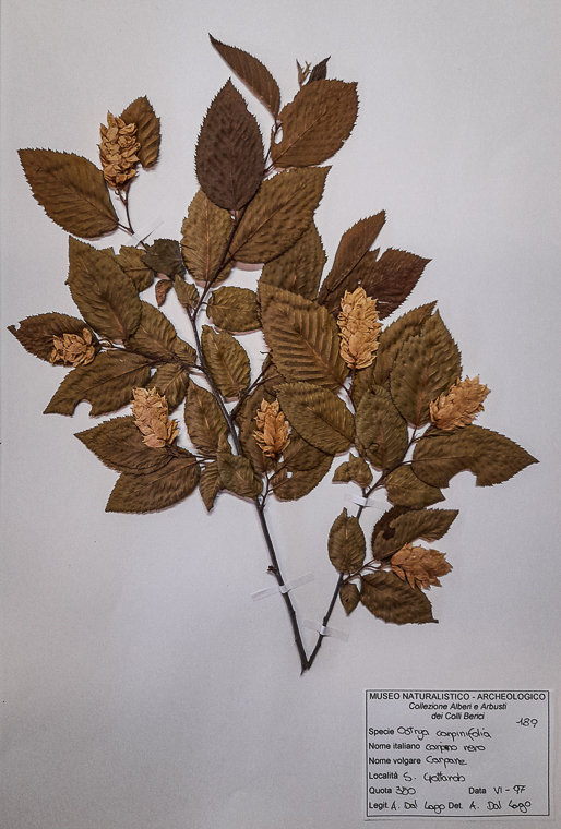 Museo Naturalistico Archeologico di Vicenza